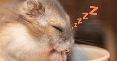 Why Hamsters Sleep So Much and When to Be Concerned.